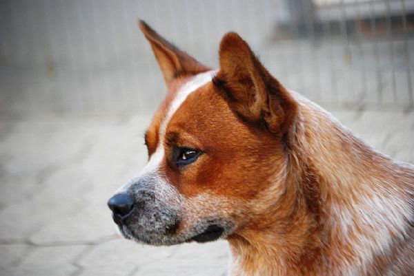 Cattle Dogs Zwinger Teufelsjoch - Cobain